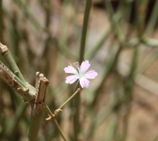 Dianthus strictus flower