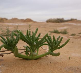 Whole plant