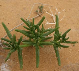 Whole plant