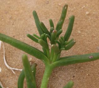 Mesembryanthemum cryptanthum leaves