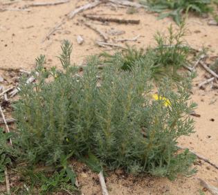 Whole plant