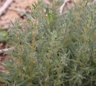 Bassia muricata leaves