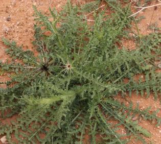 Centaurea pseudosinaica leaves