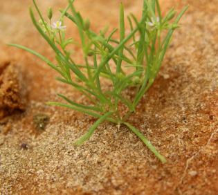 Spergularia diandra leaves