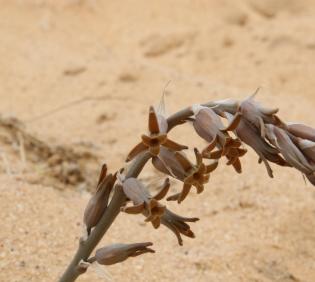 Dipcadi erythraeum flowers