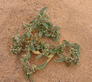 Whole plant