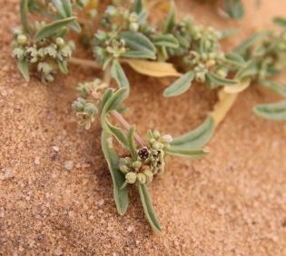 Gisekia pharnaceoides fruit
