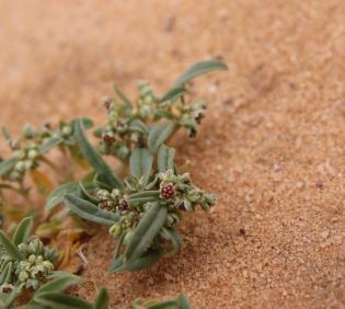 Gisekia pharnaceoides fruit and leaves