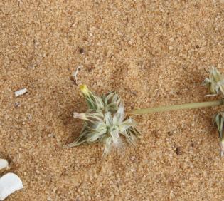 Launaea capitata flowers