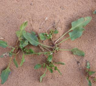 Whole plant