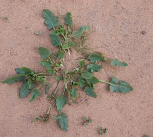 Whole plant
