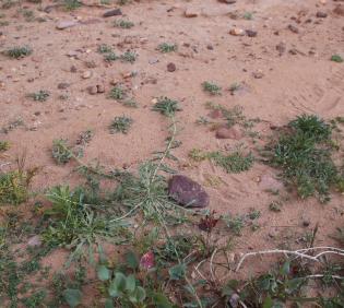 Whole plant