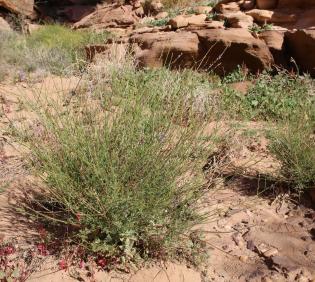 Whole plant