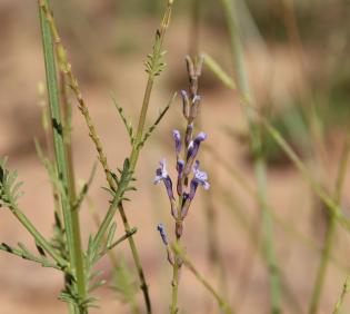Lavandula coronopifolia flowers