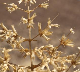 Salvia spinosa fruits