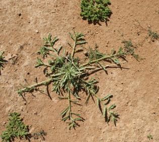 Whole plant and leaves