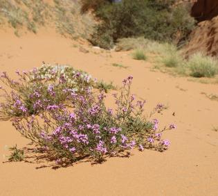 Whole plant