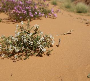 Whole plant