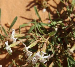 Silene villosa flowers