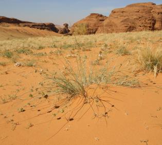 Cyperus conglomeratus on Sandy plains