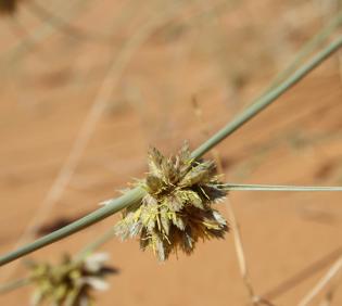 Cyperus conglomeratus flowers