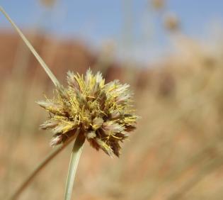 Cyperus conglomeratus flowers
