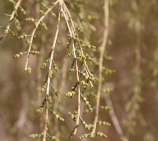 Haloxylon persicum flowers