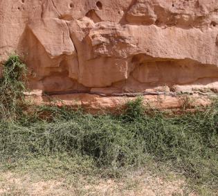 Whole plant climbing a sandtone canyon