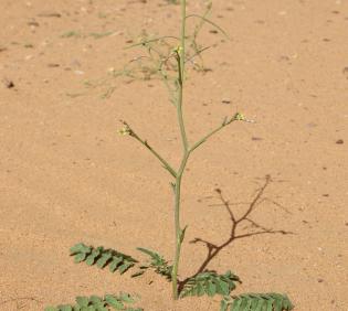 Whole plant