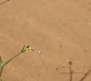 Coincya tournefortii flower and fruit