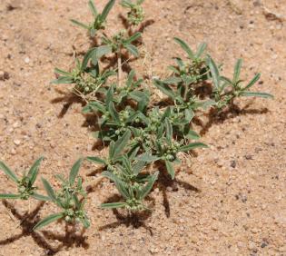 Whole plant