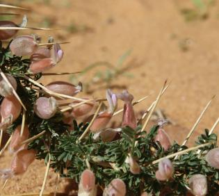 Astragalus spinosus flowers