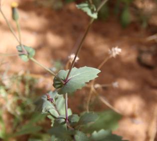 Senecio flavus leaves