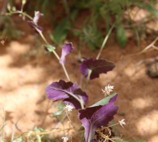Senecio flavus leaves