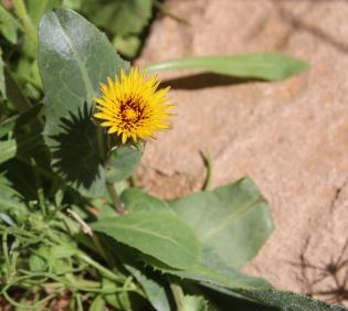 Reichardia tingitana flower and leaf