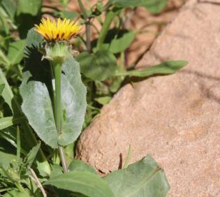 Reichardia tingitana flower and leaf