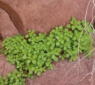 Whole plant