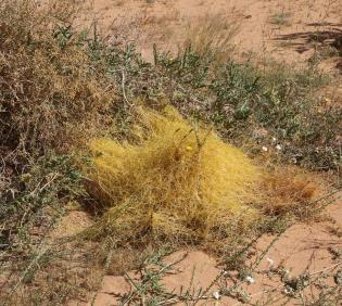 Whole plant