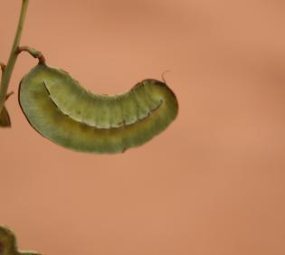 Senna italica fruit