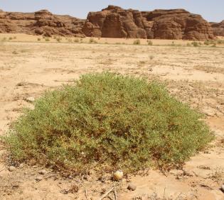 Whole plant