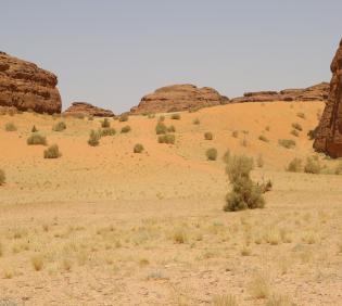 Haloxylon persicum on Sand dunes
