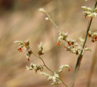 Panicum turgidum flowers
