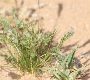 Whole plant