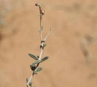Helianthemum lippii stem