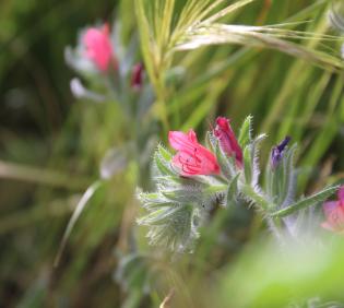 Echium rauwolfii flower