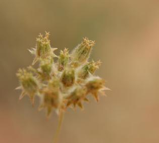 Anisosciadium lanatum fruits