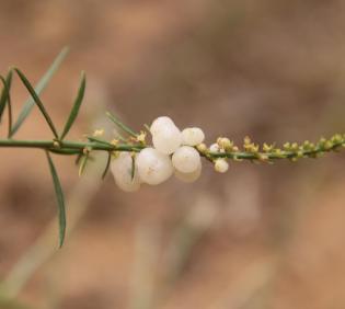 Ochradenus baccatus fruits