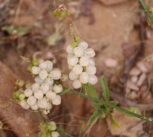 Ochradenus baccatus fruits