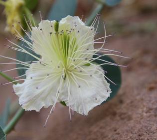 Capparis spinosa flower