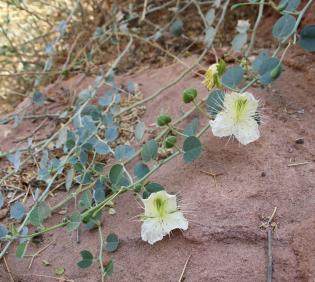 Capparis spinosa flowers